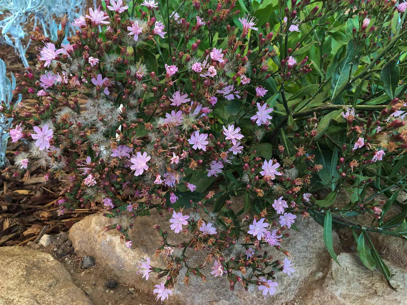 Munzothamnus blairii in Conservation Collection planter at the PCC