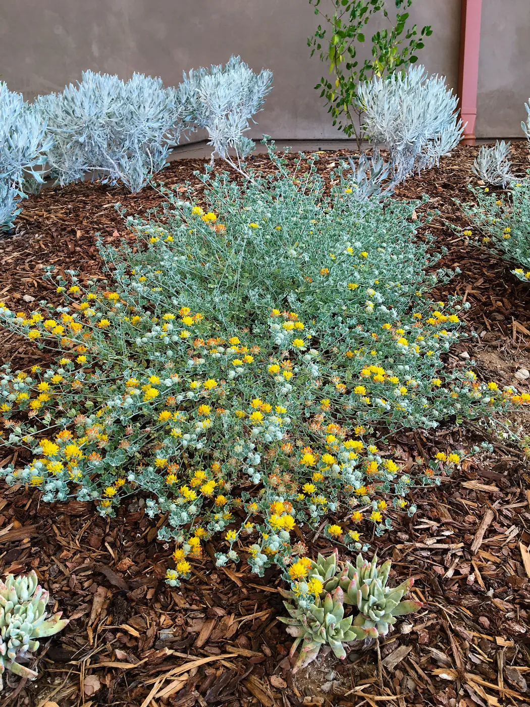 Acmispon argophyllus in Conservation Collection planter at the PCC