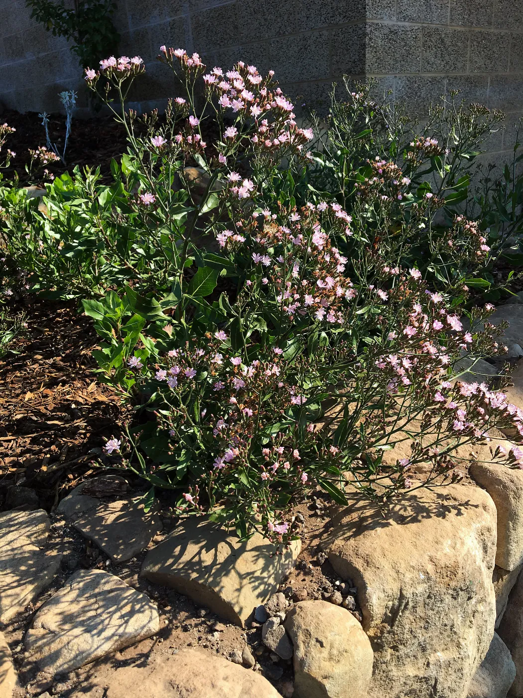 Munzothamnus blairii in the Island View Garden