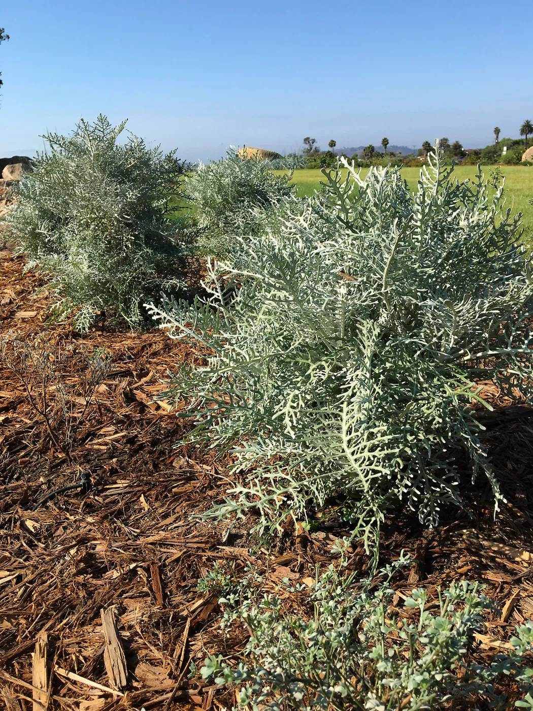 Constancea nevinii in Island View Garden