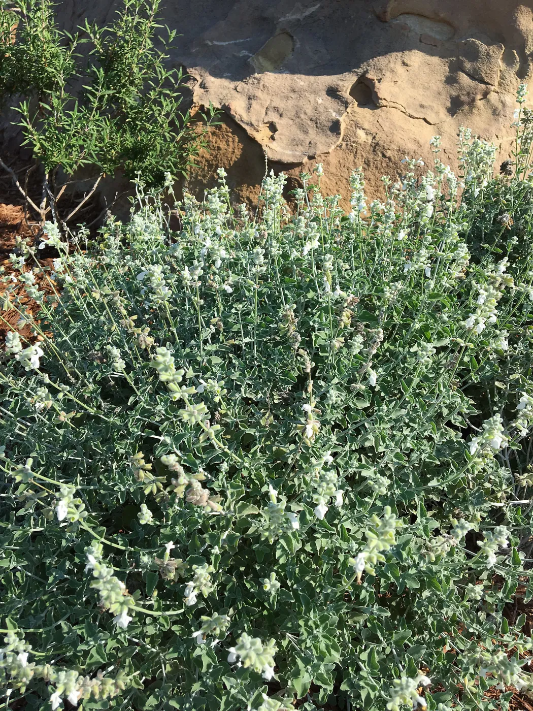 Salvia (Sage) Baja Blanca in the Island View Garden