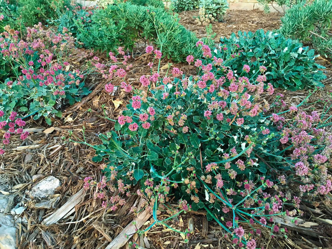 Eriogonum grande rubescens at the Island View Garden