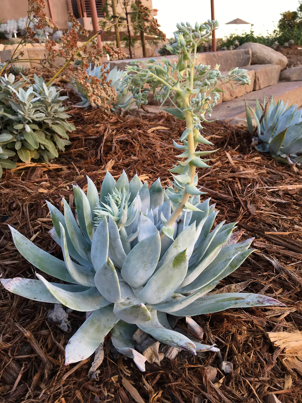 Dudleya brittonii at the Island View Garden