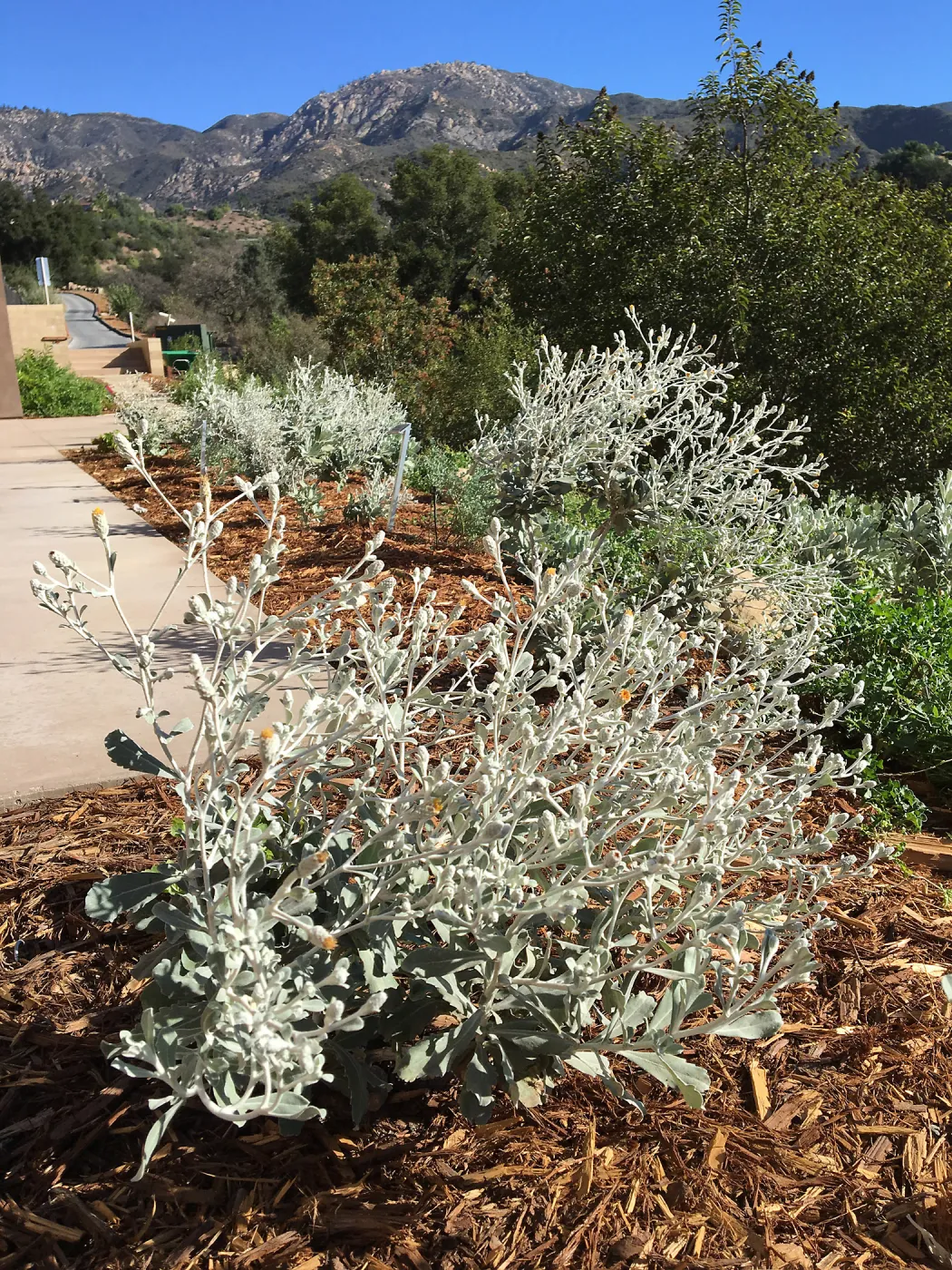 Hazardia detonsa on east side of Island View Garden