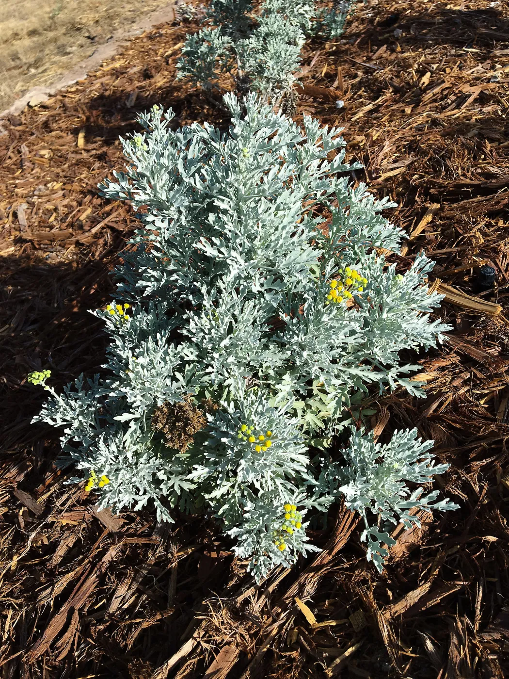 Perityle incana at the Island View Garden