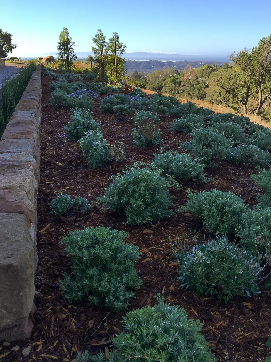 West slope of Island View Garden