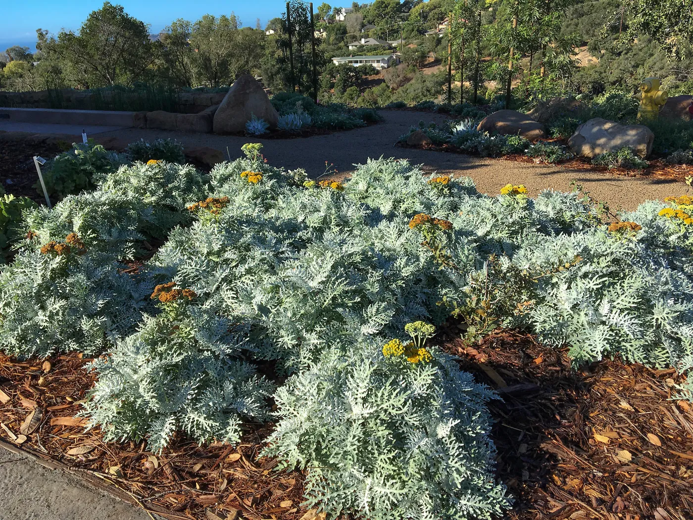 Constancea nevinii at the Island View Garden