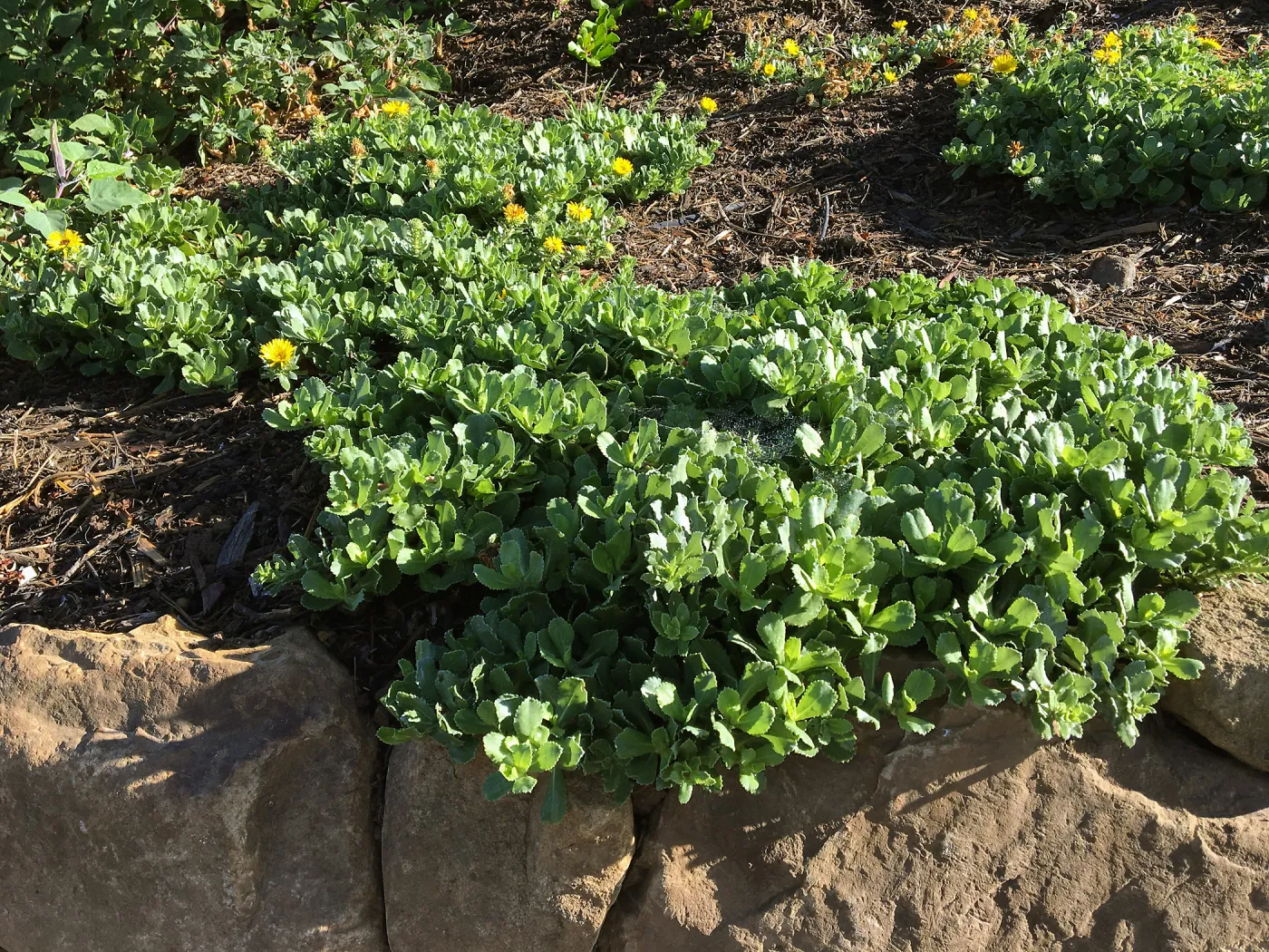 Grindelia Rays Carpet at the Island View Garden