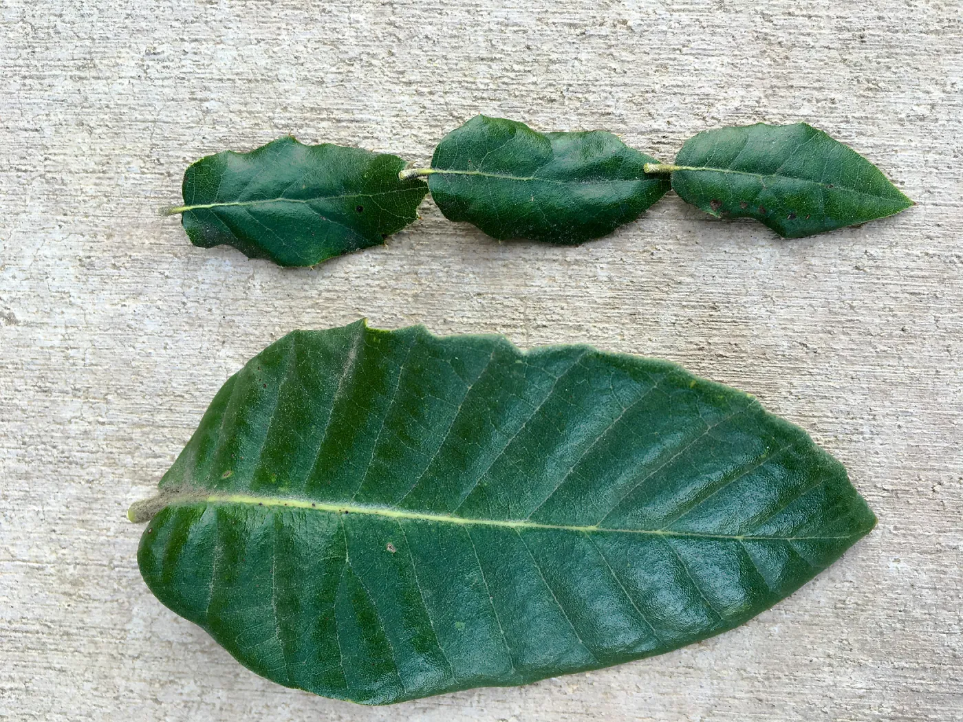 Quercus tomentella and Q. agrifolia leaves