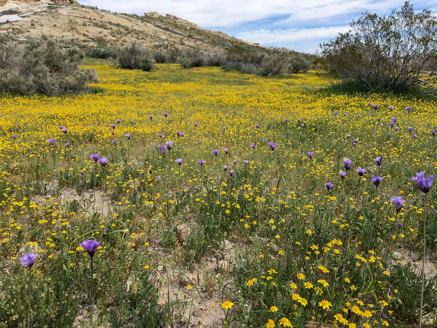 Dichelostemma & Lasthenia wildflowers Gem Hill, Kern County