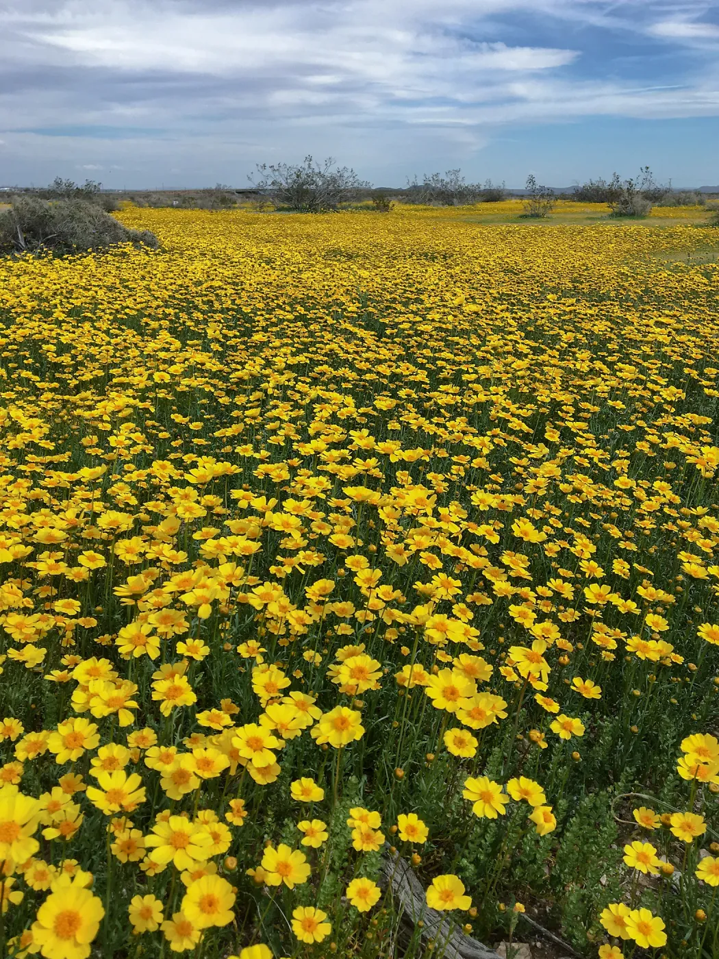 Coreopsis bigelovii wildflowers along Holt St near Mojave, Kern County