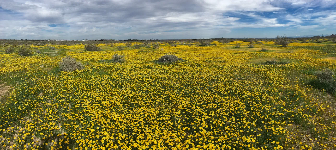 Coreopsis bigelovii wildflowers along Holt St near Mojave, Kern County