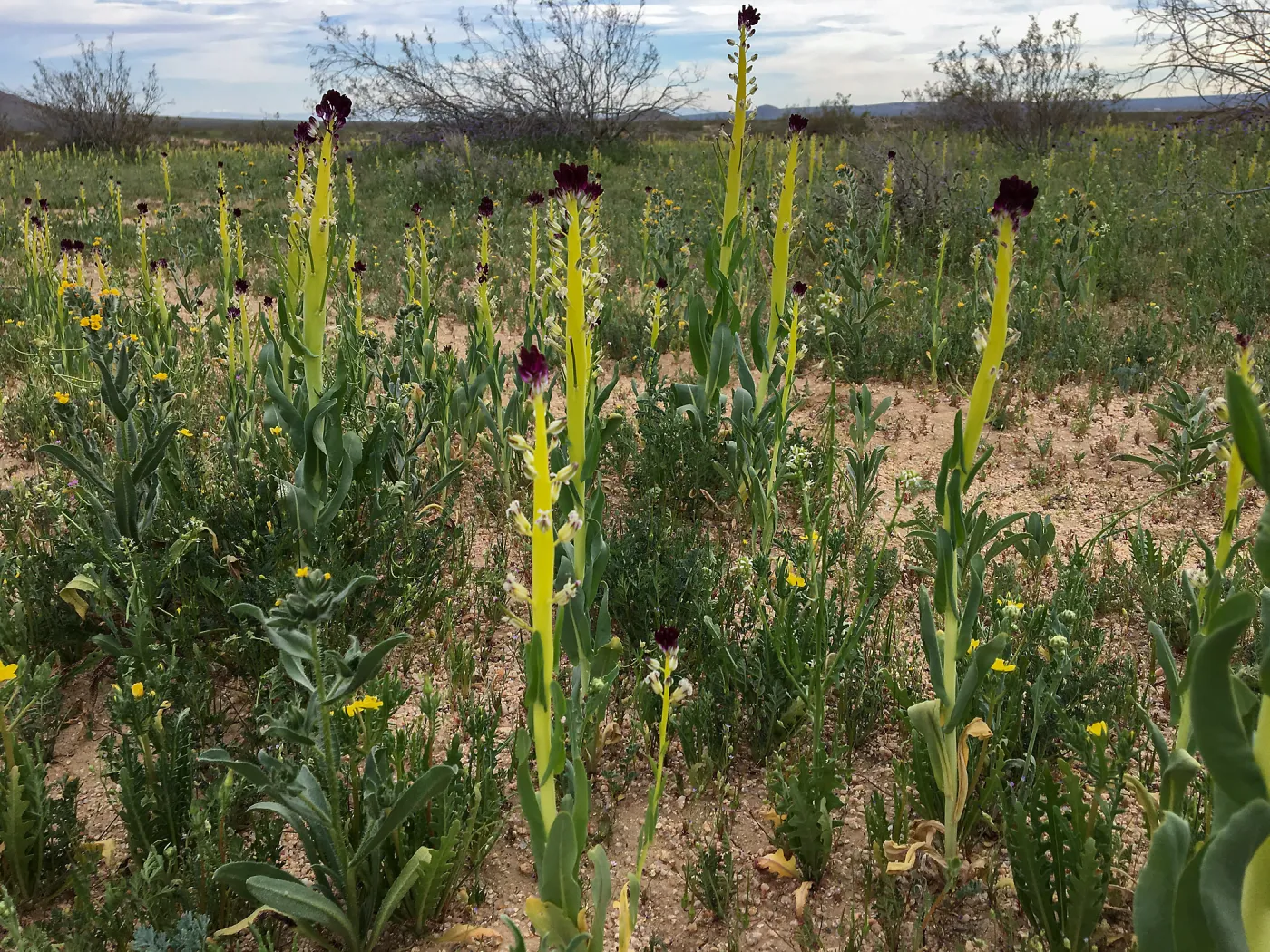 Field of Caulanthus californicus wildflowers along Randsburg-Mojave Rd Kern County