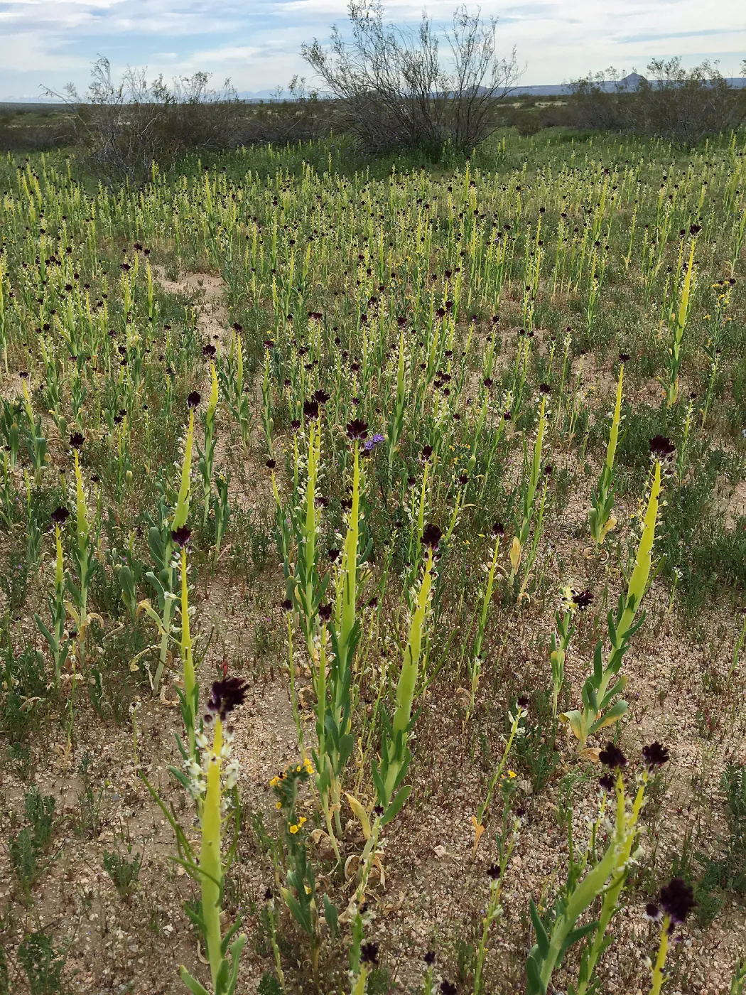 Field of Caulanthus californicus wildflowers along Randsburg-Mojave Rd Kern County