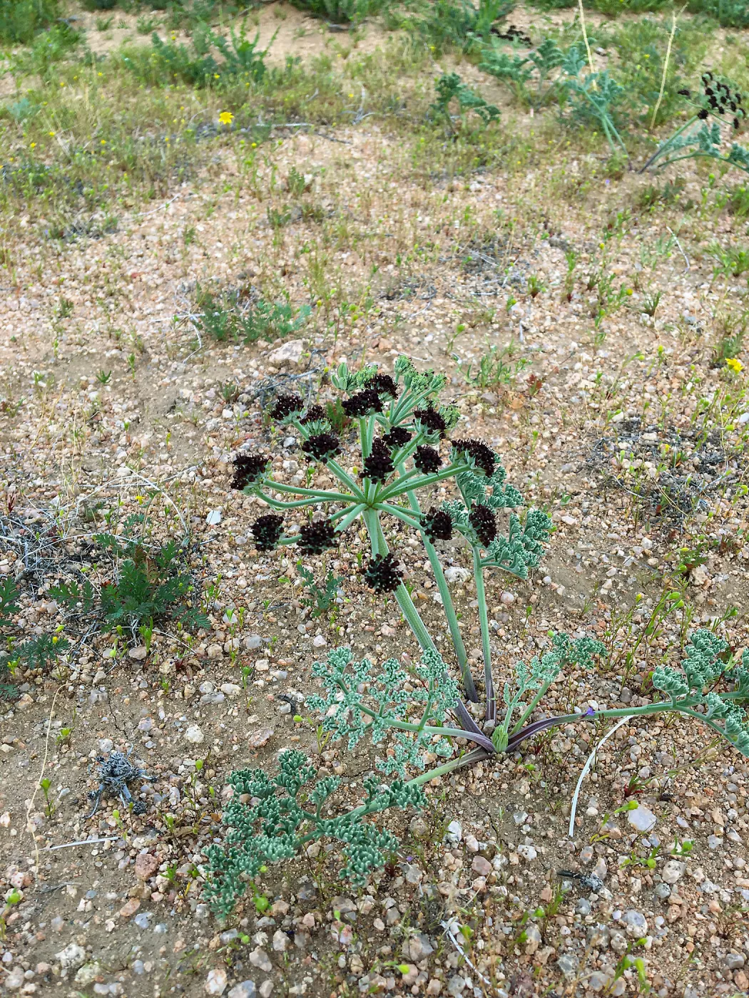 Lomatium mohavense Red Rock Canyon Kern county