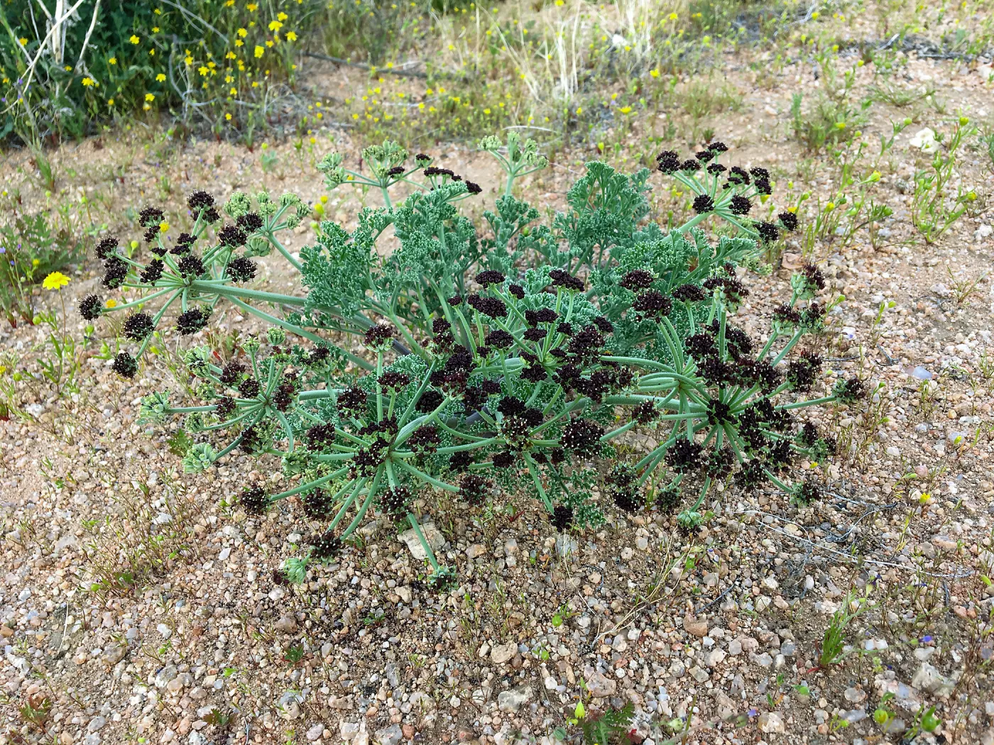 Lomatium mohavense Red Rock Canyon Kern county