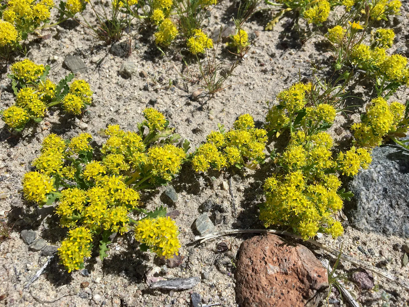 Lepidium flavum var. flavum, Red Rock Canyon Kern county