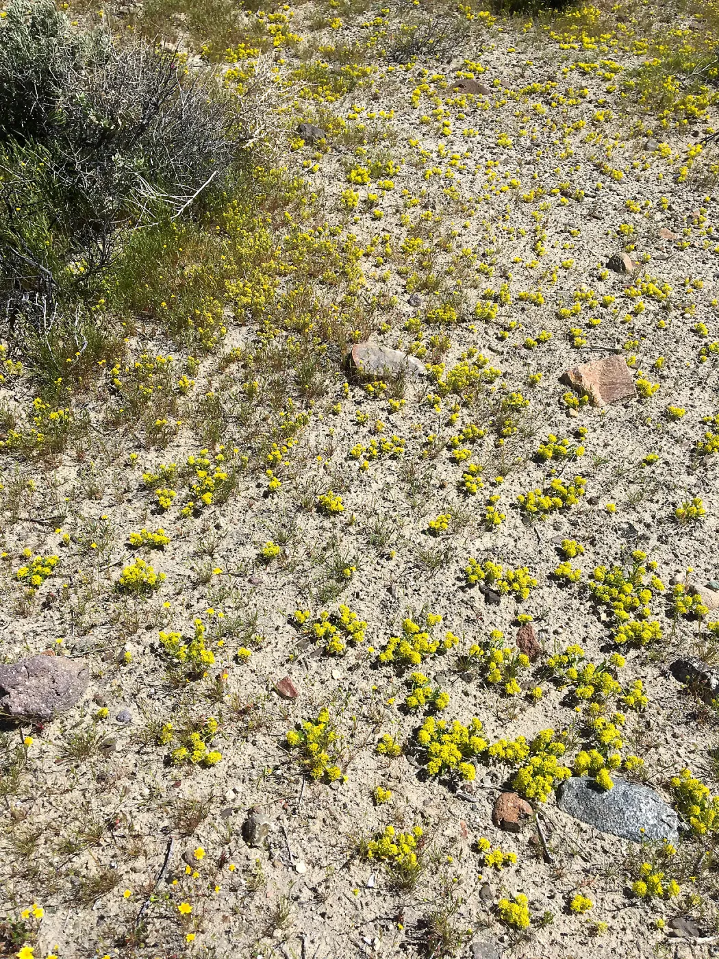 Lepidium flavum var. flavum, Red Rock Canyon Kern county