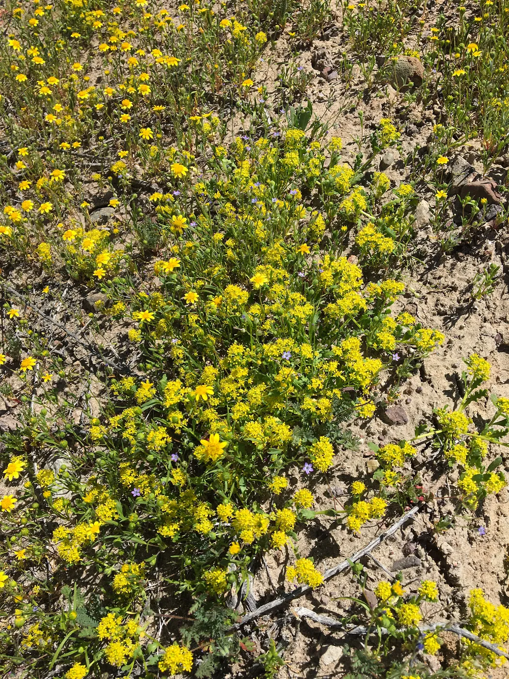 Lepidium flavum var. flavum, Red Rock Canyon Kern county