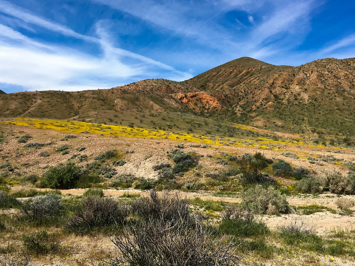 Desert wildflowers at Red Rock Canyon, Kern County