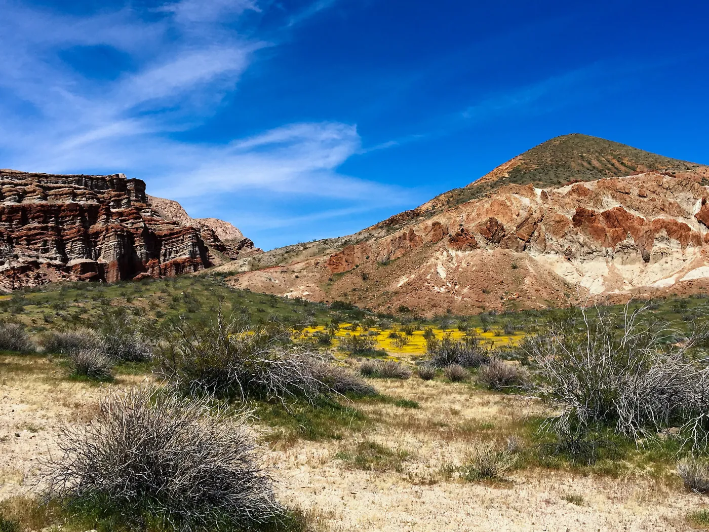 Desert wildflowers at Red Rock Canyon, Kern County