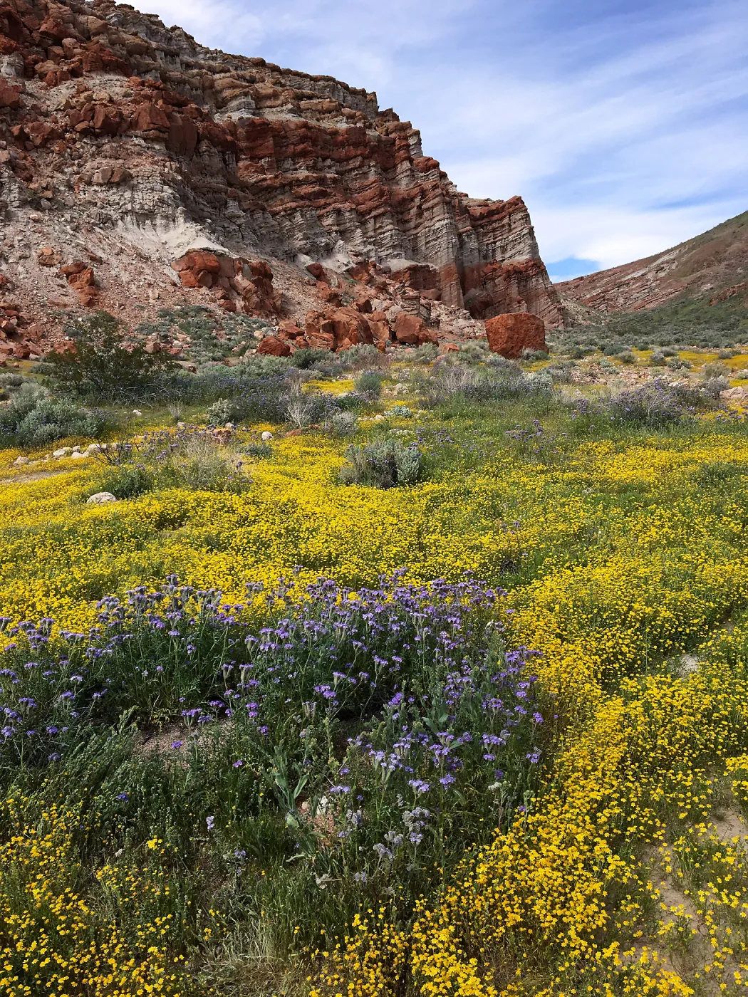 Lasthenia & Phacelia on bajada at Red Rock Canyon, Kern county