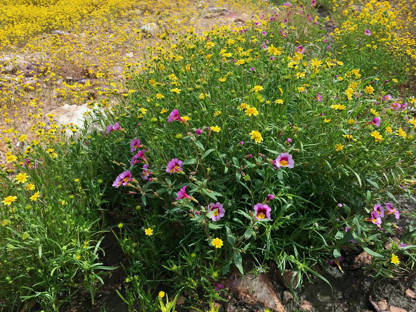 Diplacus bigelovii, Red Rock Canyon, Kern county