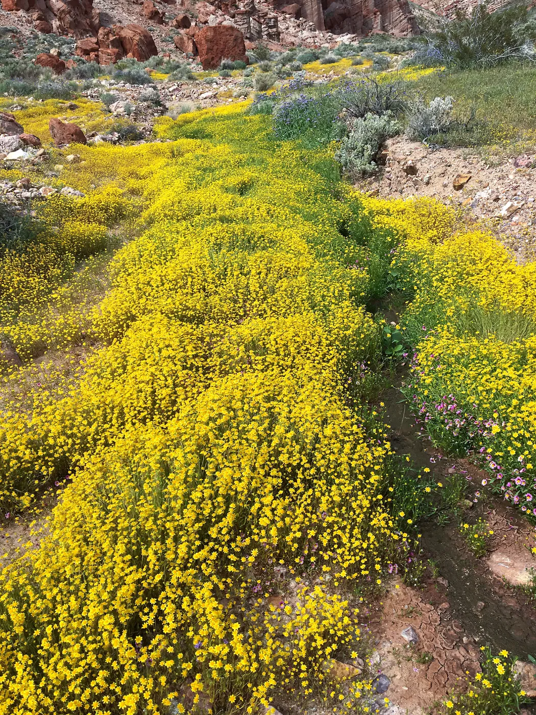 Lasthenia in wash at Red Rock Canyon, Kern county