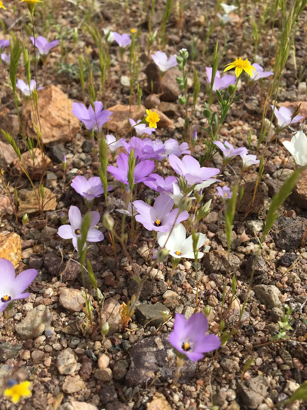 Linanthus parryae, Red Rock Canyon, Kern county
