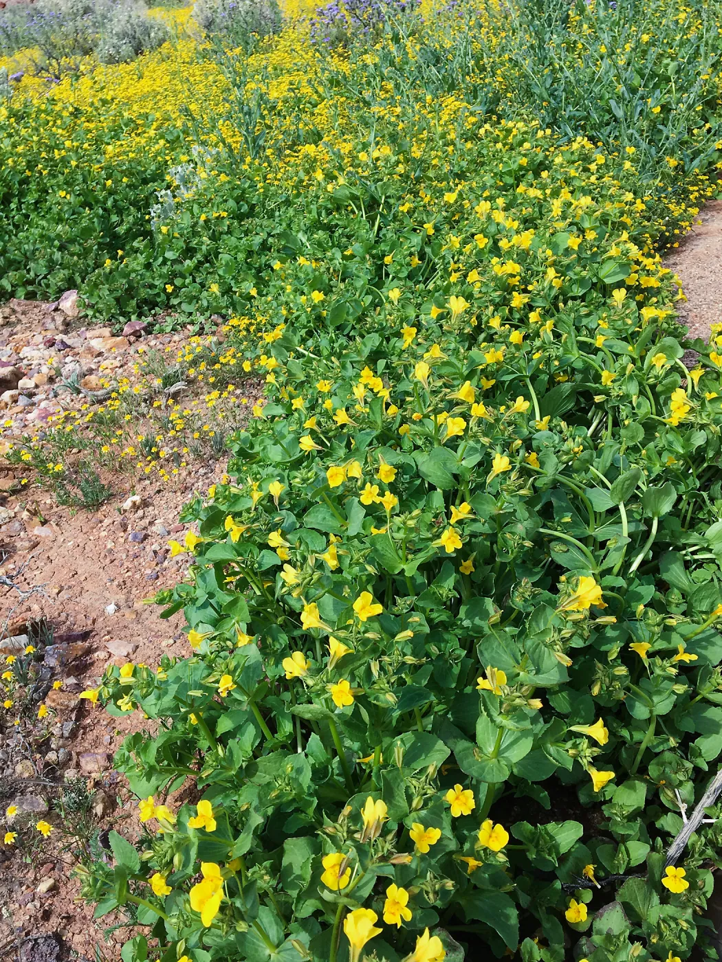  Erythranthe guttata, Red Rock Canyon, Kern county