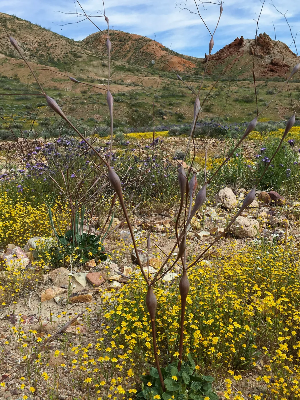 Eriogonum inflatum, Red Rock Canyon, Kern county