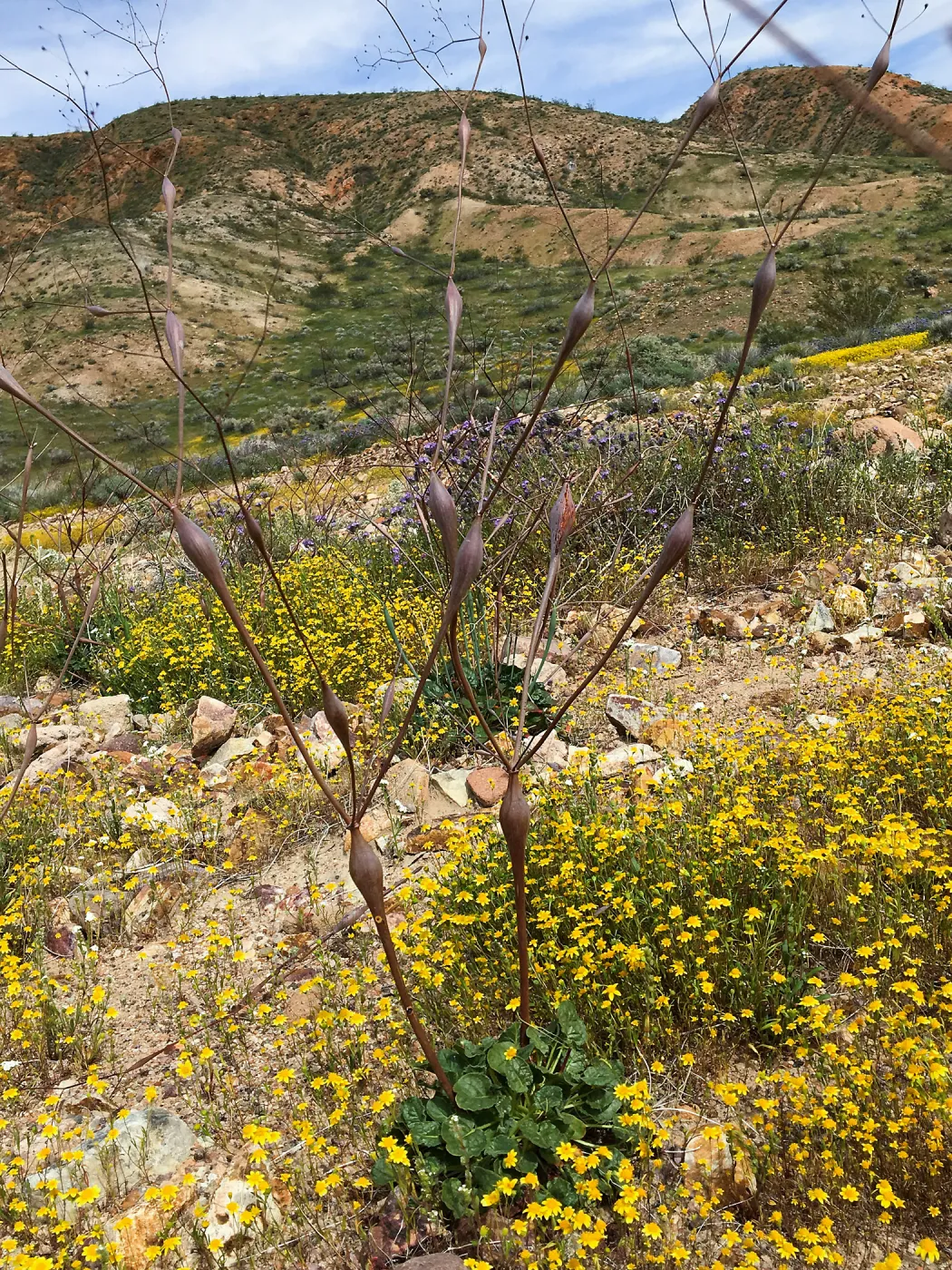 Eriogonum inflatum, Red Rock Canyon, Kern county