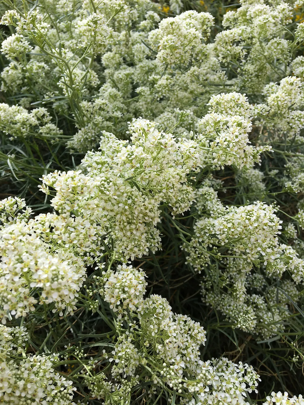 Lepidium fremontii, Red Rock Canyon, Kern county