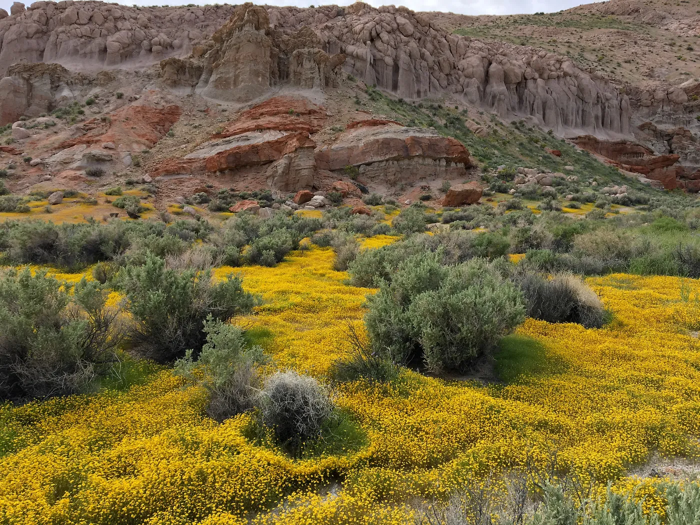 Lasthenia, Red Rock Canyon, Kern county