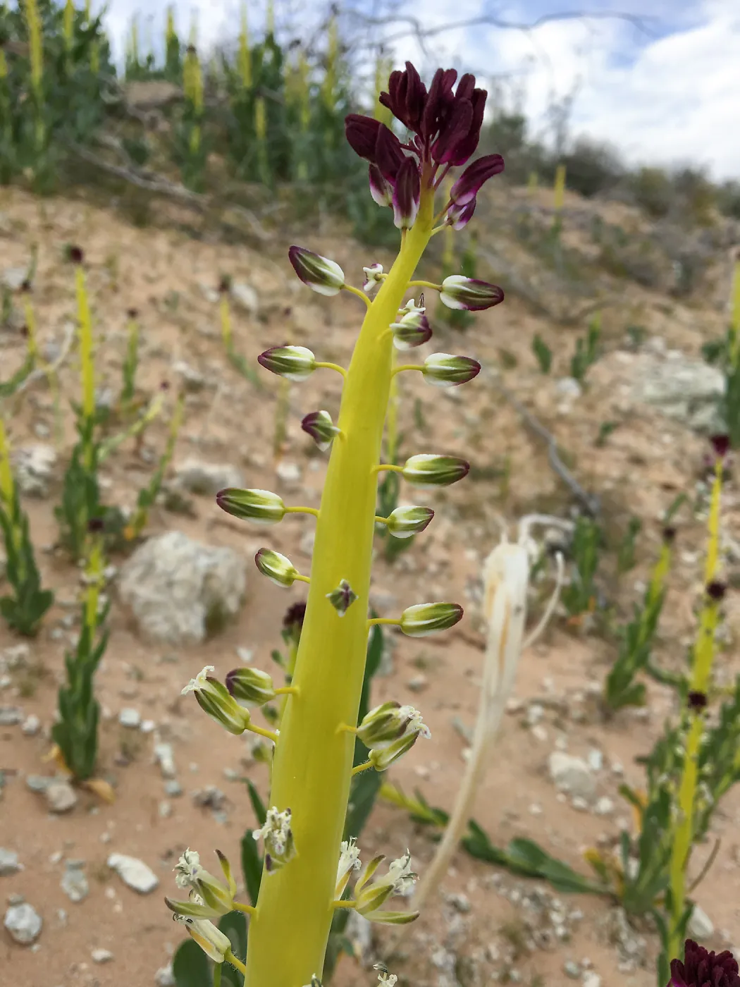 Caulanthus, Jawbone Canyon, Kern County