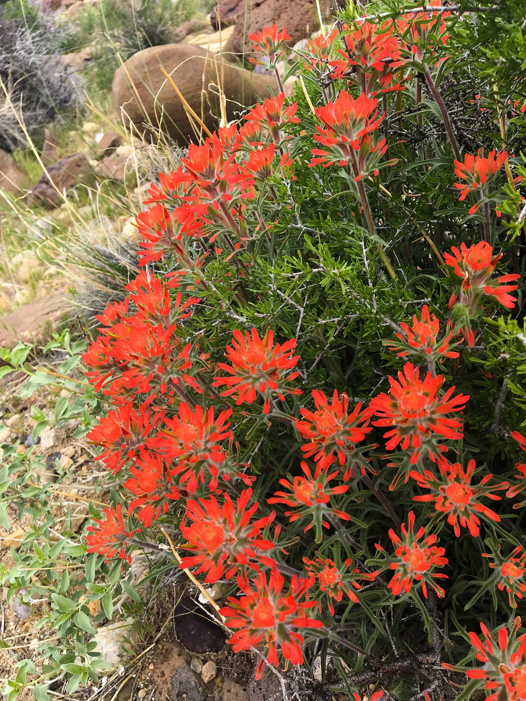 Castilleja in vicinity of Sheep Spring, south of Ridgecrest CA