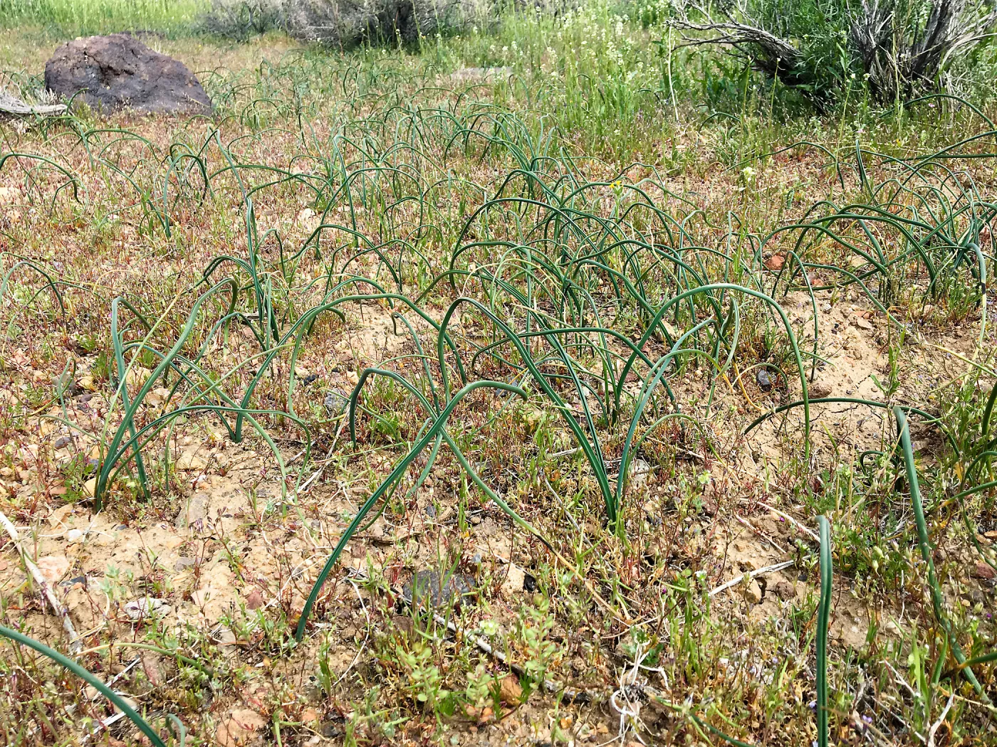 Abundant Dichelostemma capitatum in vicinity of Sheep Spring, south of Ridgecrest CA