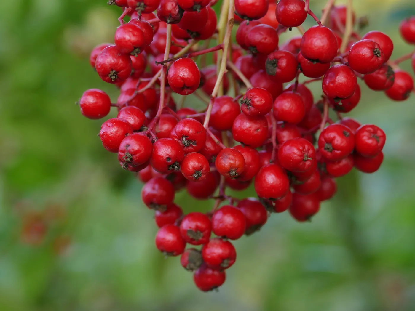 Toyon Berries