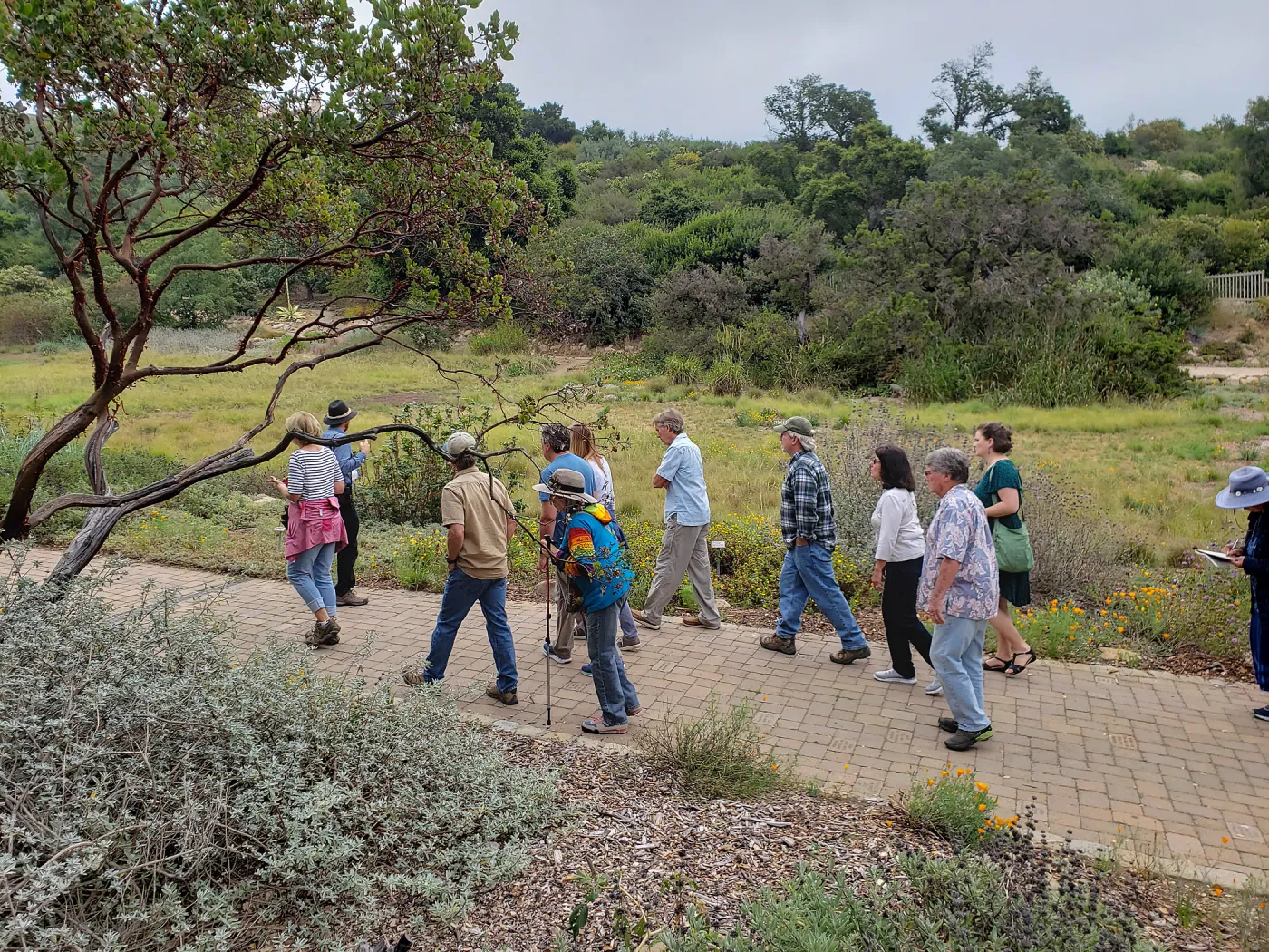 Greet the Day Stroll in the Meadow