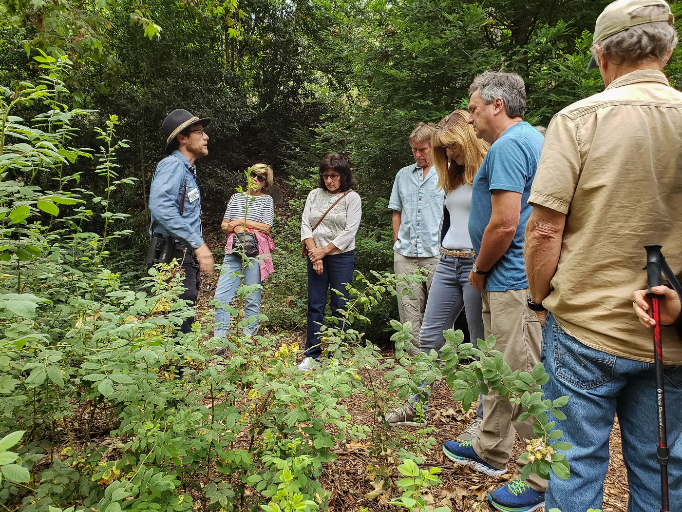 Greet the Day Stroll in the Redwood Section