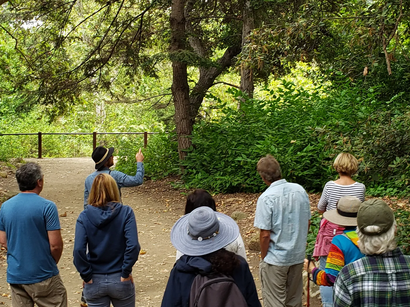 Greet the Day Stroll in the Redwood Section