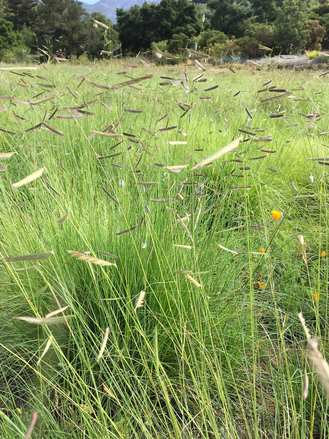 Bouteloua gracilis in Meadow