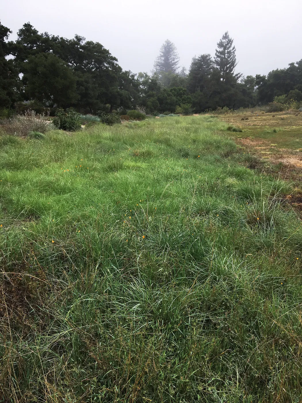 Meadow on a foggy morning