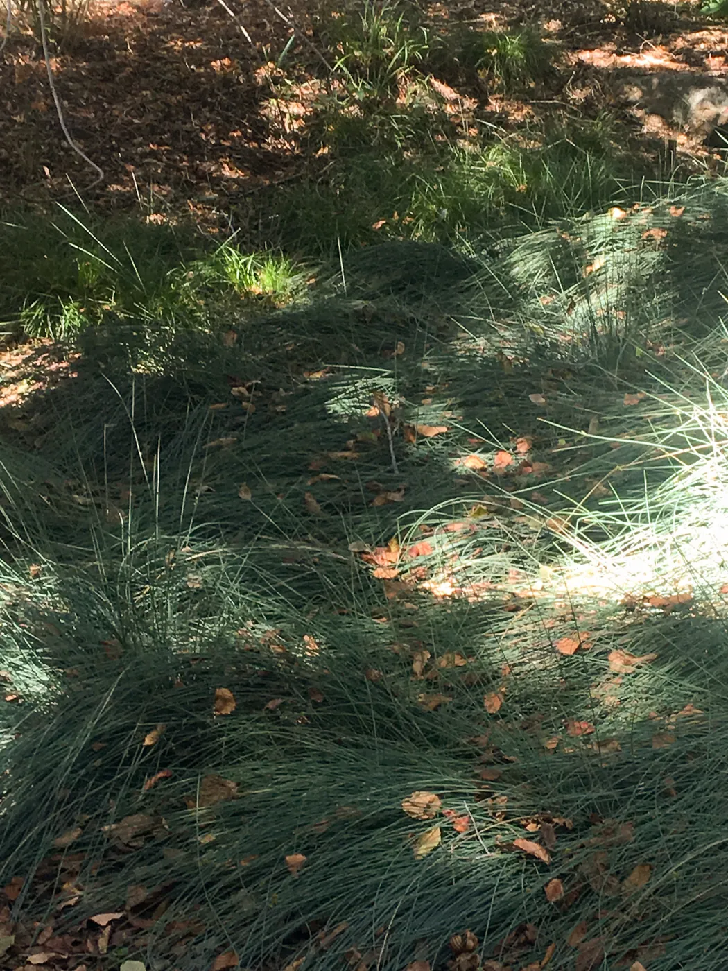 Festuca, Leaning Pine Arboretum, Cal Poly San Luis Obispo