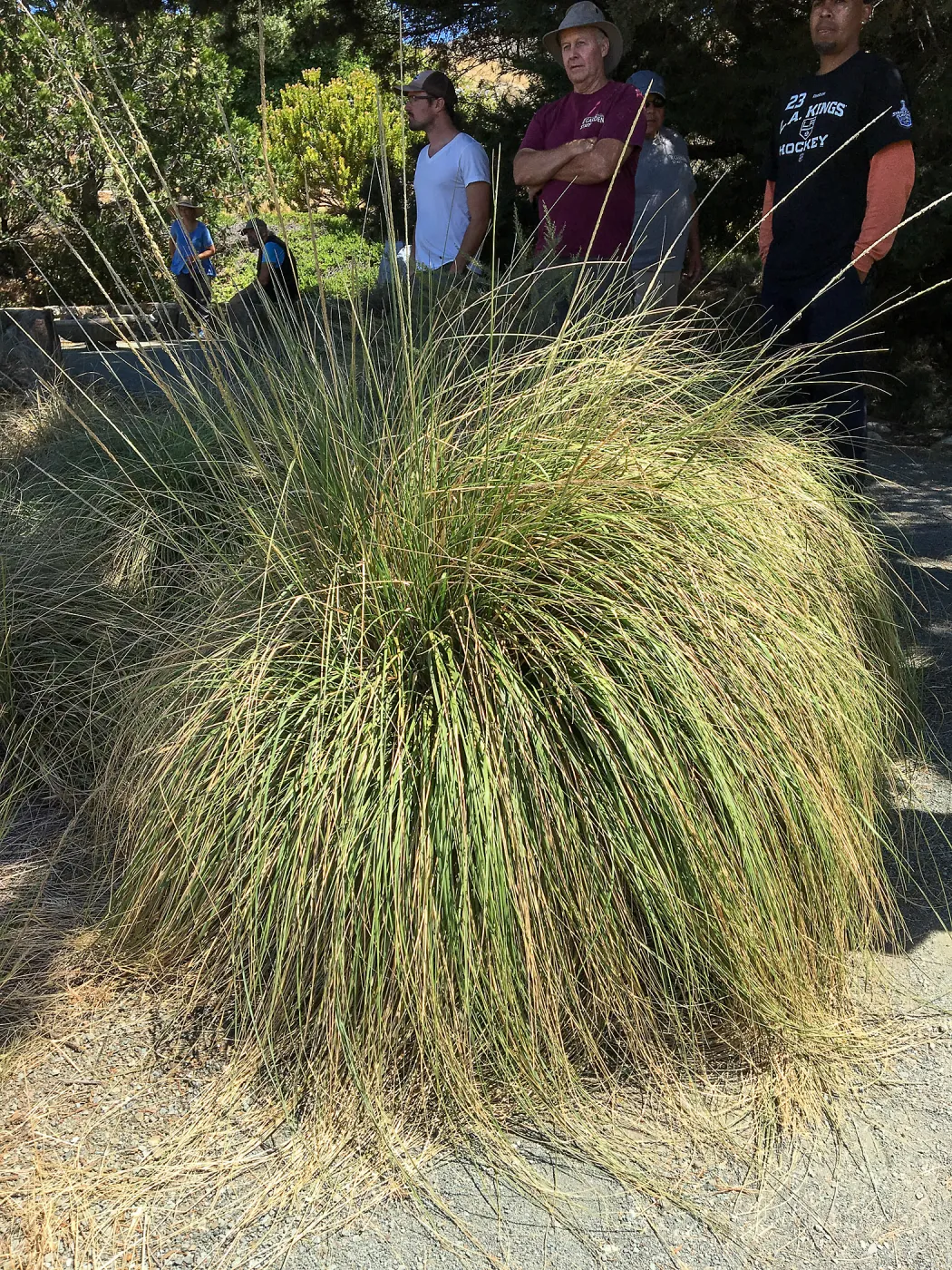 Muhlenbergia rigens at Leaning Pine Arboretum, Cal Poly San Luis Obispo