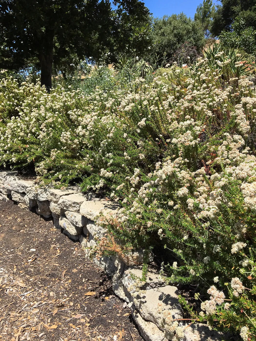 San Luis Obispo Botanic Garden, Eriogonum fasciculaltum