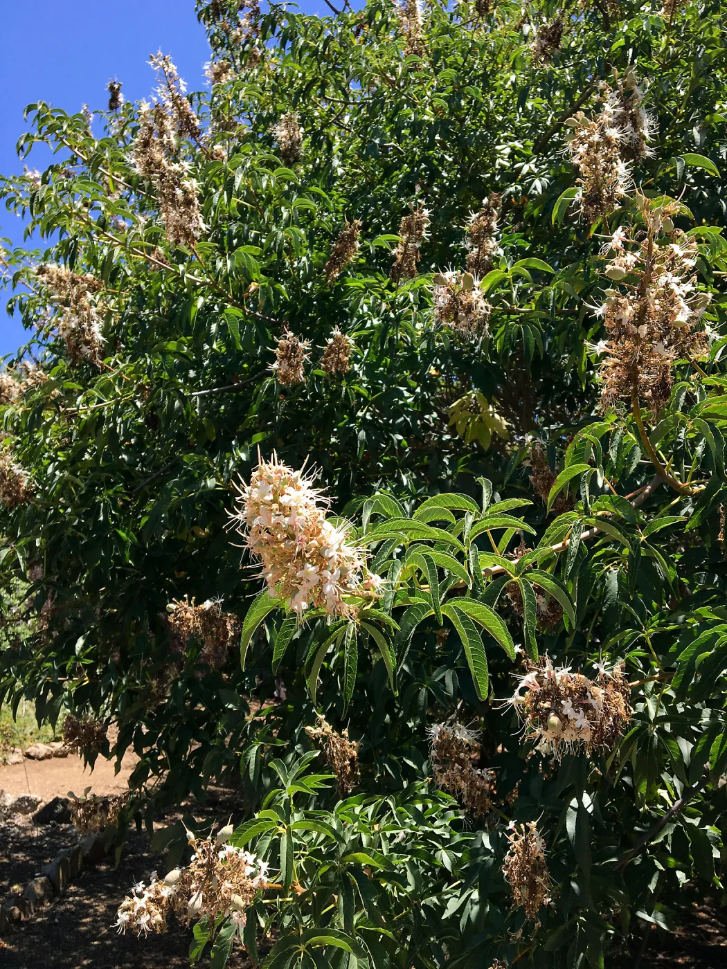 San Luis Obispo Botanic Garden, Aesculus californica