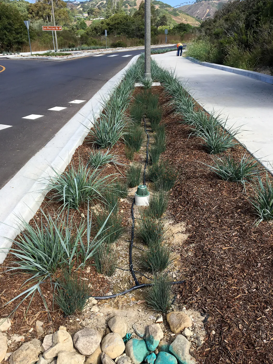Roundabout at Las Positas and Cliff Drive, Leymus Canyon Prince and Juncus patens