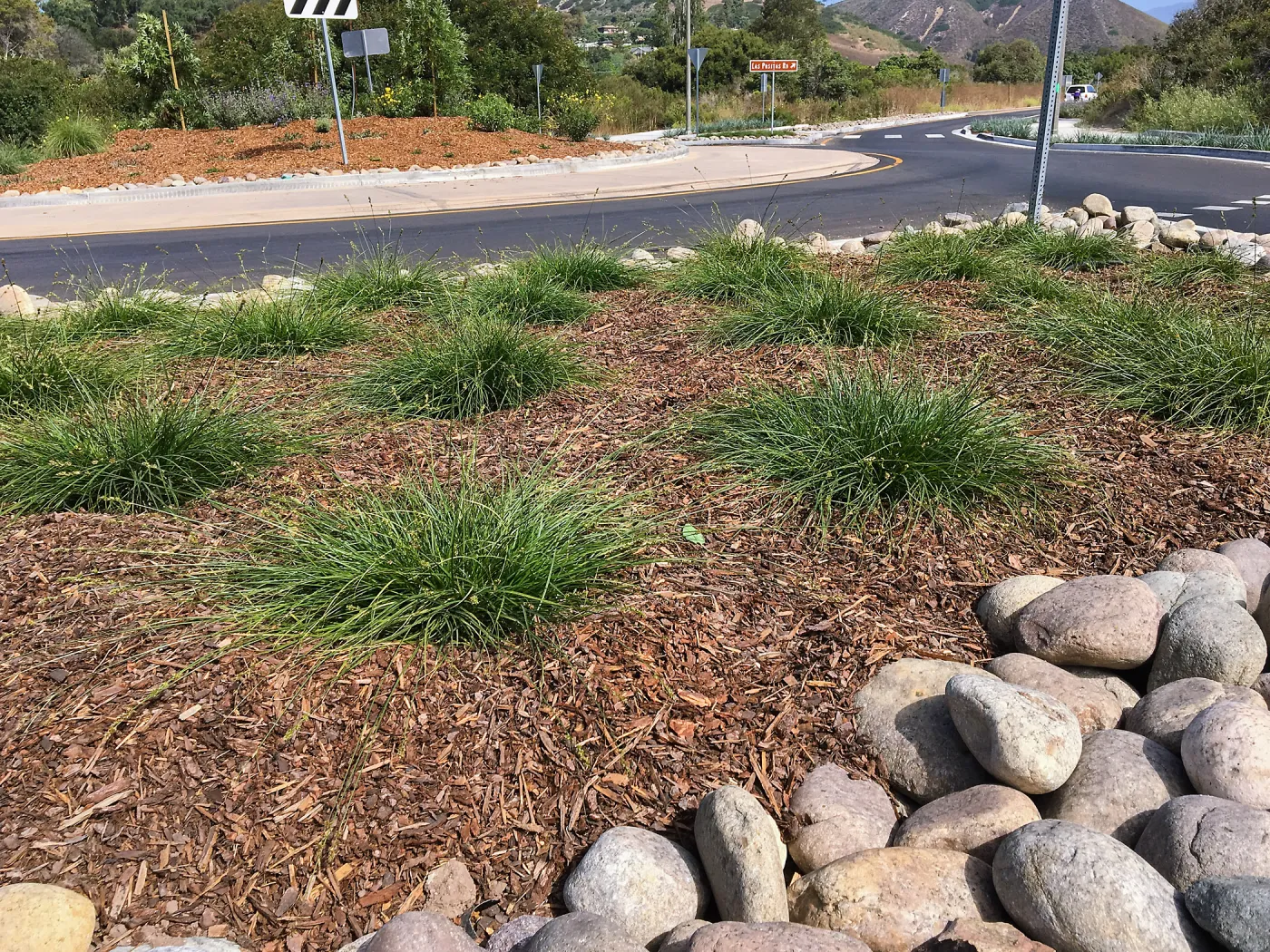 Roundabout at Las Positas and Cliff Drive, Carex