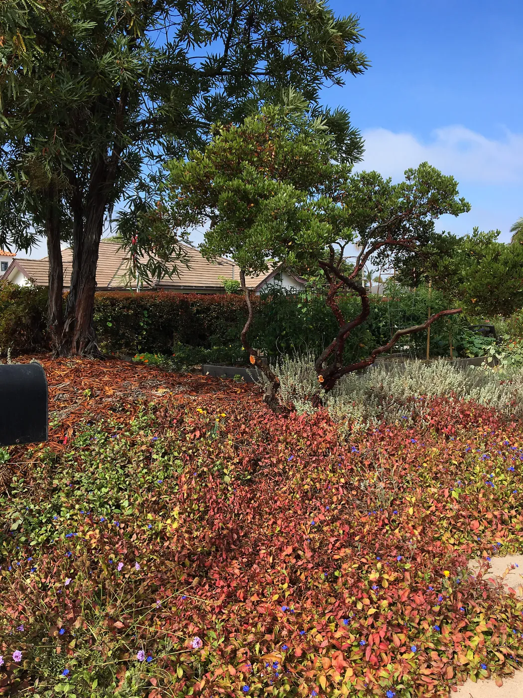 Manzanita, Native plant garden on Oliver Road, Santa Barbara CA